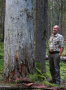 Vanhin puu, Pyhähäkin kansallispuisto 2012